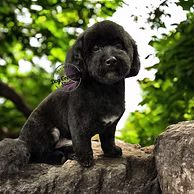 Happy dog after professional grooming