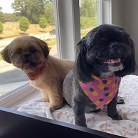 Happy dog after professional grooming