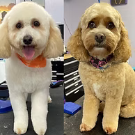 Happy dog after professional grooming